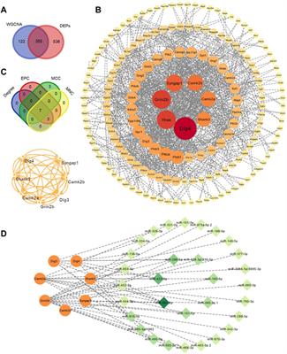 Proteomics and weighted gene correlated network analysis reveal glutamatergic synapse signaling in diazepam treatment of alcohol withdrawal